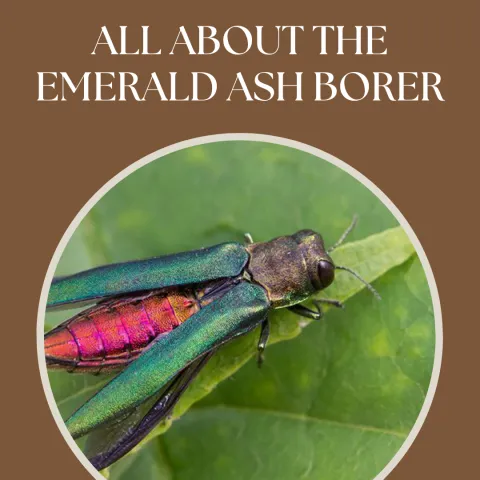 brown background with round picture of emerald ash borer bug, white text says "all about the emerald ash borer"